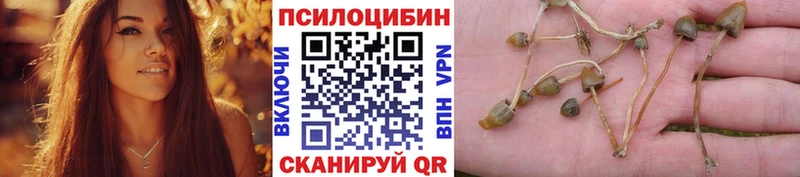 купить   это клад  Галлюциногенные грибы Cubensis  Сафоново 